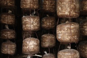 Hunger and Food Security